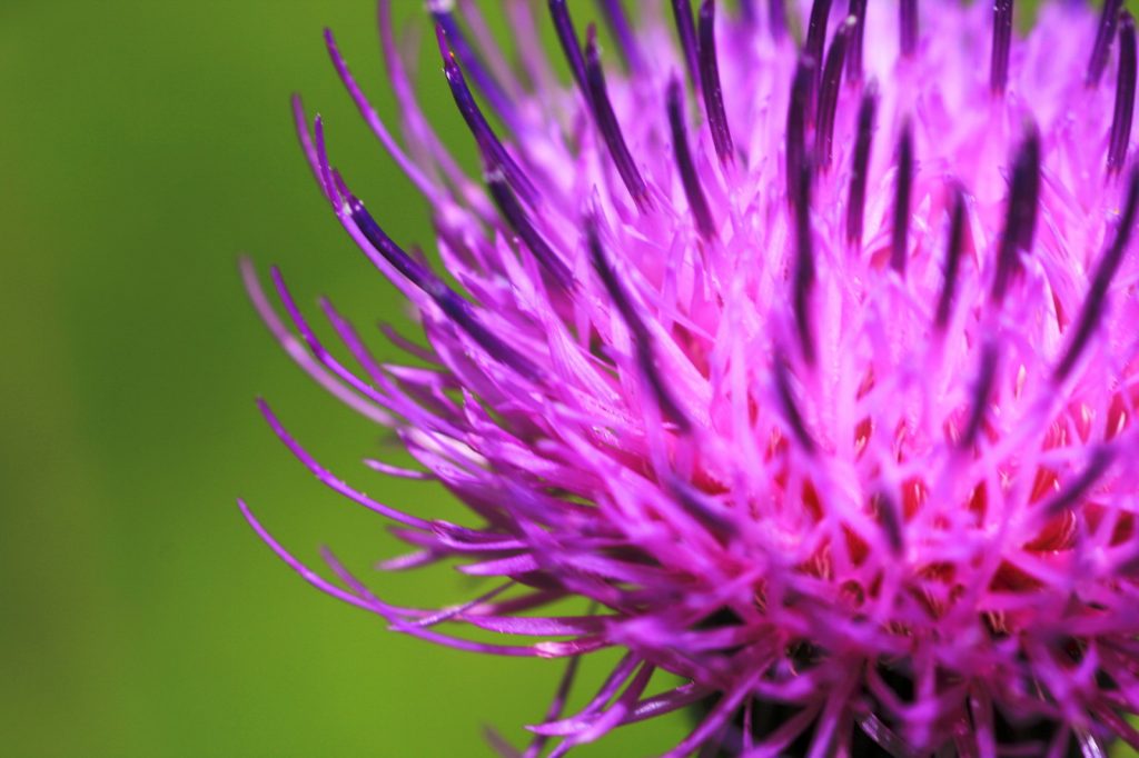 picture of milk thistle or silymarin